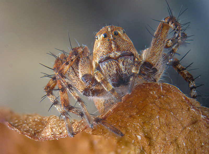 Philodromidae? No ,Oxyopes cfr. ramosus -  Palude Brabbia (VA)